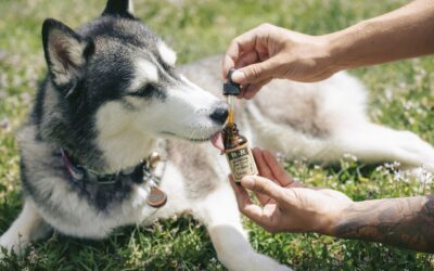 Hemp Oil For Dogs: How Much Hemp Oil Should I Give My Dog?